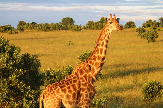 3-Day Tsavo East and Tsavo West Safari - Day three: Mzima Springs and your late return to Nairobi