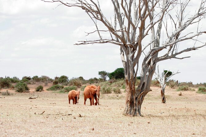 3-Day Tsavo East and Tsavo West Safari - Price and value: $1,242.86 per person, what you really get