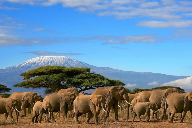 3 Days 2 Nights Amboseli National Park Tour - Key Highlights You’ll Care About