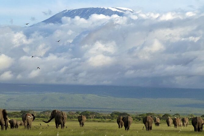 3 Days 2 Nights Amboseli National Park Tour - Amboseli National Park, Kilimanjaro Views, and the Real Reason This Trip Feels Different