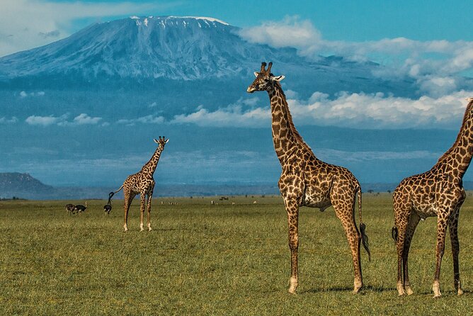 3 Days 2 Nights Amboseli National Park Tour - Day 3: A Leisured Breakfast, Checkout, Then a Drive Back With One More Viewing Chance