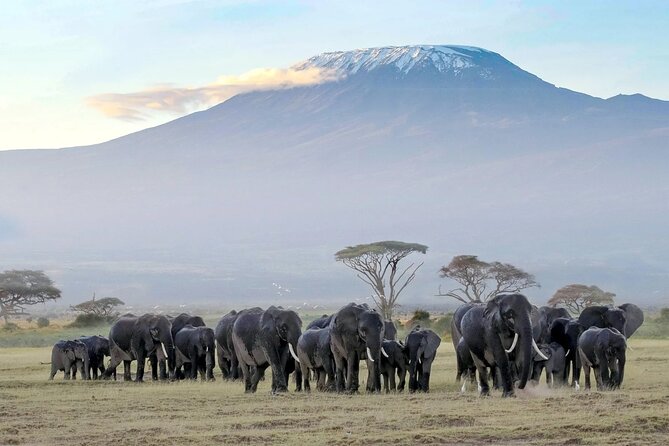 3 Days 2 Nights Amboseli National Park Tour - Wildlife You’ll Be Chasing, Plus the Stuff People Forget to Mention