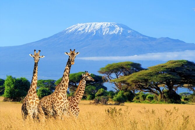 3 Days 2 Nights Amboseli Safari - Day 3: the ride back to Nairobi with a final roadside snack lunch