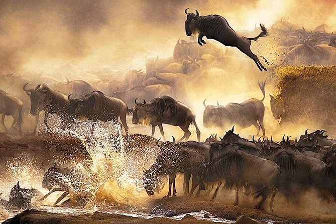 3 days 2 nights budget group safari to Maasai Mara National Reserve - Value and total cost: the $195.56 question