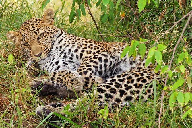 3 days 2 nights budget group safari to Maasai Mara National Reserve - Day 1: Rift Valley viewpoint, lunch, then sunset game drive