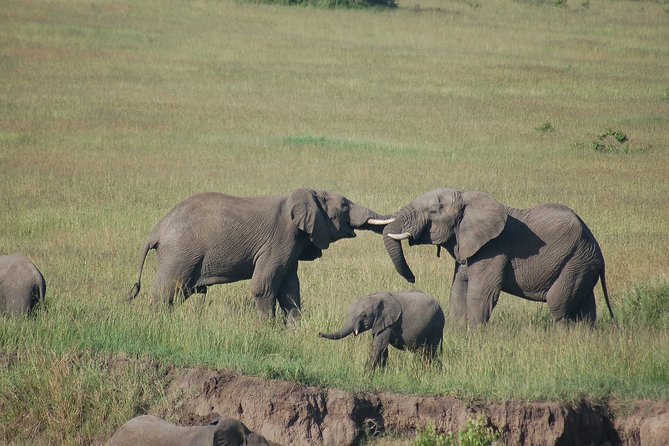 3 Days 2 Nights in Maasai Mara via The Great Rift Valley - Day 2: The full-day Mara River lunch and predator focus