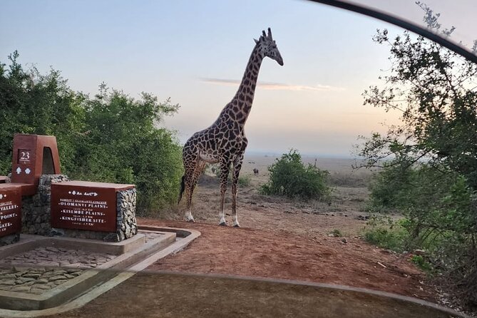 3 Days - 2 Nights Maasai Mara from Nairobi - The pop-up roof jeep, and why it changes the safari