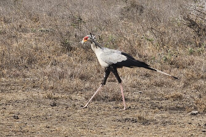 3 Days - 2 Nights Maasai Mara from Nairobi - Day 2: full day game drive plus a picnic lunch in the Pride Lands