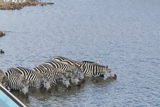 3 Days - 2 Nights Maasai Mara from Nairobi - What Big 5 odds really means on this kind of schedule