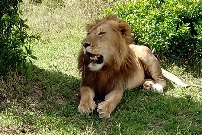 3 days, 2 nights Maasai Mara Game Reserve - The First Afternoon Game Drive: Big Five Energy Without the Pressure