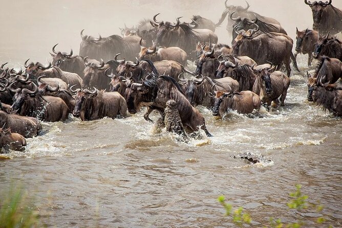 3 Days 2 Nights Maasai Mara Group Safari by 4WD From Nairobi - Your overnight stay: Rhino tourist tent (or similar) with real comforts