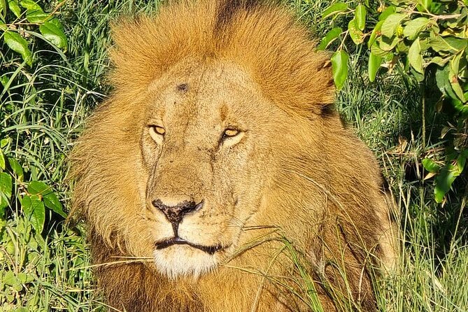 3 Days 2 Nights Maasai Mara Group Safari by 4WD From Nairobi - Day 2: Sunrise departure and the long full-day Mara search