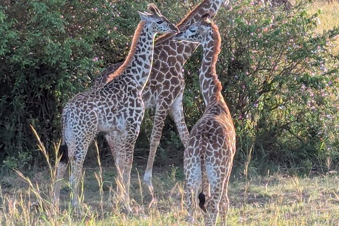 3 Days 2 Nights Maasai Mara Group Safari by 4WD From Nairobi - Big Five odds, hippos, and Great Migration context: what to expect