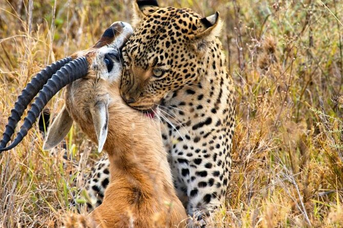 3 Days 2 Nights Maasai Mara Group Safari by 4WD From Nairobi - Maasai culture on your terms: what’s included and what’s not