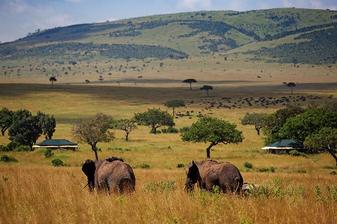3 Days 2 Nights Maasai Mara National Reserve Joining Safari - Key highlights I’d plan your trip around