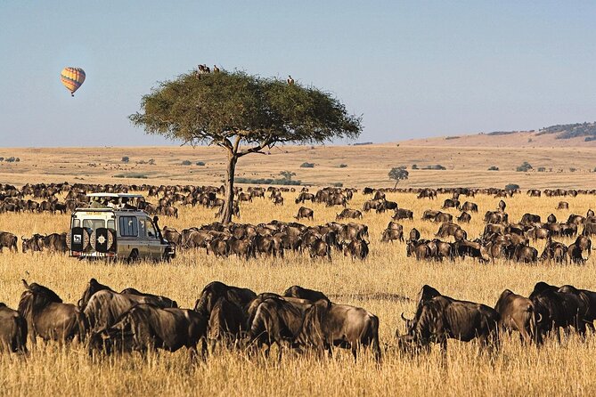 3 Days 2 Nights Maasai Mara National Reserve Joining Safari - Optional Maasai Village Visit: Culture Time for a Separate Fee