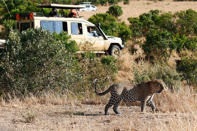 3 Days 2 Nights Masai Mara Joining Safari From Nairobi - Day 2: Full Day Game Drives in Maasai Mara National Reserve
