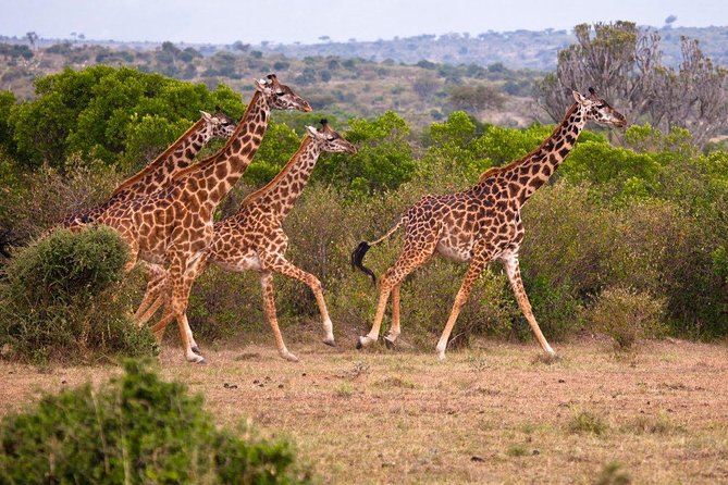 3 Days 2 Nights Masai Mara Joining Safari From Nairobi - Day 3: Dawn Drive, Breakfast, and Back to Nairobi by Lunchtime