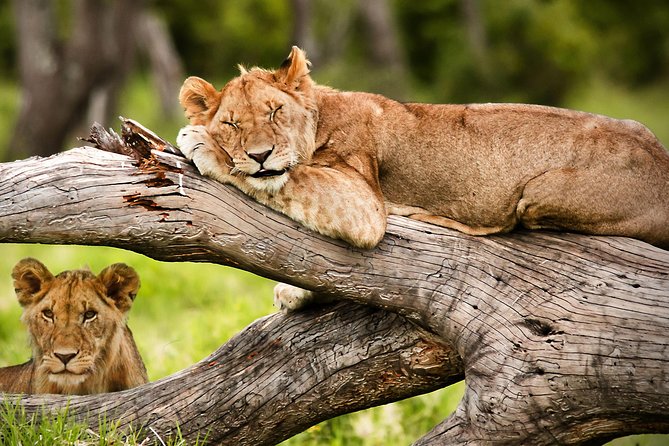 3 Days 2 Nights Masai Mara Joining Safari From Nairobi - Pickup, Briefing, and Vehicle Reliability (This Is Where You Earn Peace of Mind)