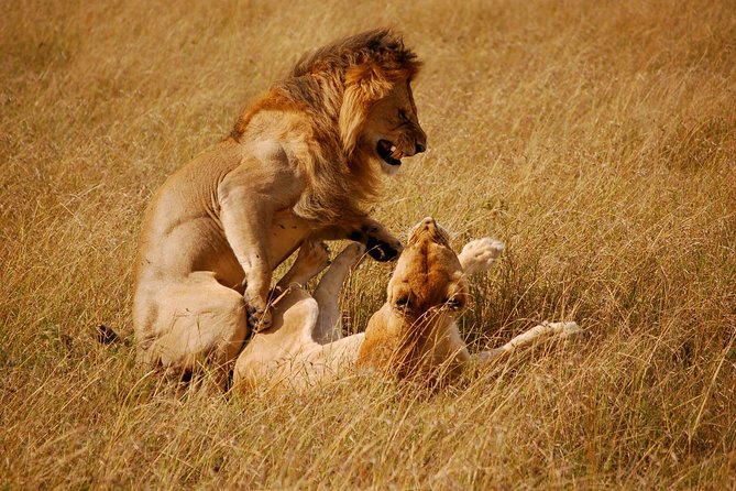3 Days 2 Nights Masai Mara Joining Safari From Nairobi - Who This Safari Fits Best (And Who Might Want a Different Option)