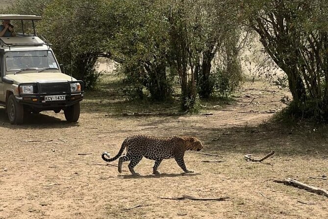 3 Days 2 Nights Masai Mara Road Transport Safari - Day 3: Maasai culture visit (optional), then the return to Nairobi