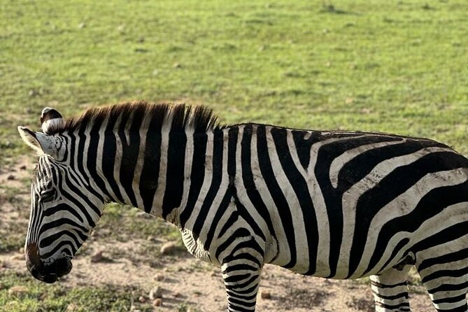 3 Days 2 Nights Masai Mara Road Transport Safari - What to expect from the vehicle and the timing