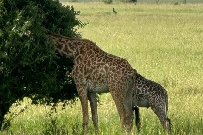3 Days 2 Nights Masai Mara Road Transport Safari - Day 1: the long drive, the Rift Valley stop, then first Mara game drive