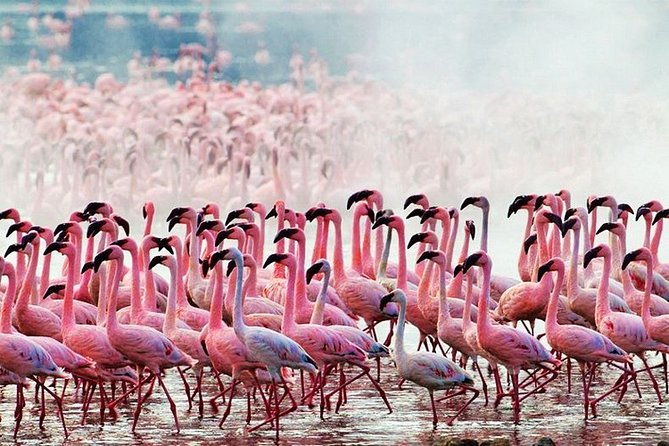 3 Days, 2 Nights Safari - Amboseli National Park and Tsavo West Adventure Safari - Observation Hill in Amboseli: the one walk break that’s actually worth it