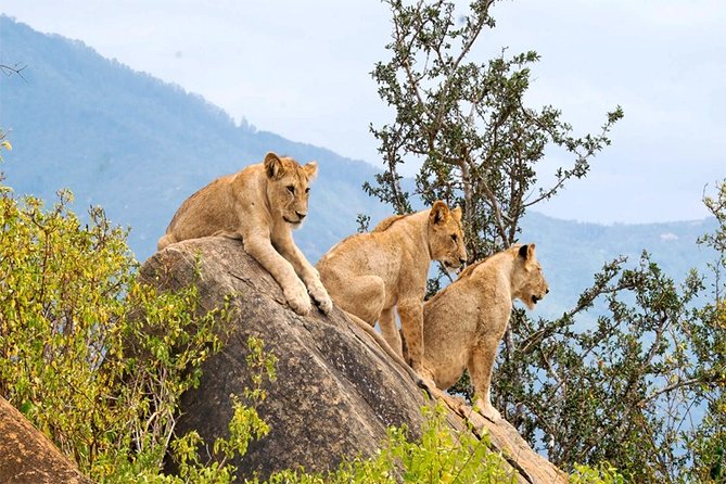3 Days, 2 Nights Safari - Amboseli National Park and Tsavo West Adventure Safari - Optional Tsavo East: red giants on the return day