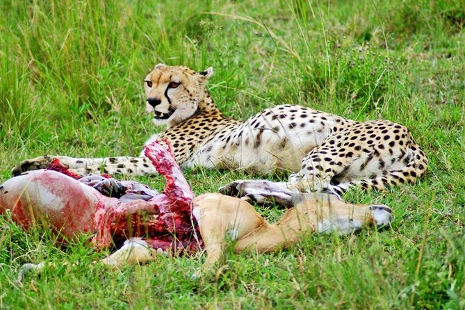 3 Days, 2 Nights Safari - Amboseli National Park and Tsavo West Adventure Safari - Price and value: what $845 really buys