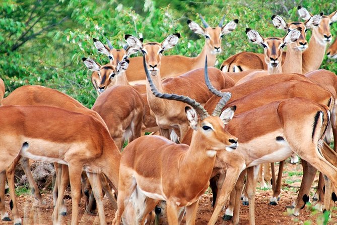 3 Days, 2 Nights Safari - Amboseli National Park and Tsavo West Adventure Safari - Who this safari fits best