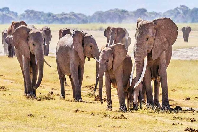 3 Days, 2 Nights Safari - Amboseli National Park and Tsavo West Adventure Safari - Final call: should you book?