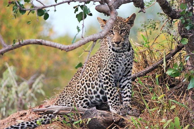 3 Days, 2 Nights Safari - Amboseli National Park and Tsavo West Adventure Safari - Tsavo West National Park: elephants, lava talk, and long game-drive hours