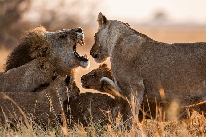 3 Days, 2 Nights Safari - Luxury Maasai Mara from Kisumu/Nairobi - Getting to the Maasai Mara: pickups from Kisumu or Nairobi