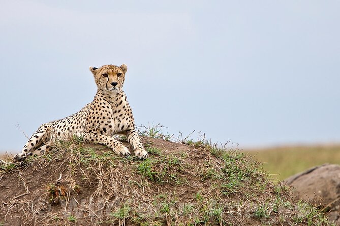 3 Days, 2 Nights Safari - Luxury Maasai Mara from Kisumu/Nairobi - Two full days of game viewing from sunup to sundown