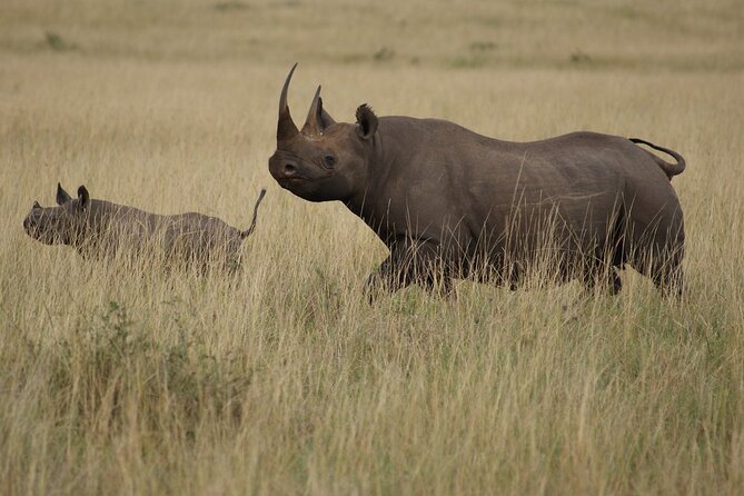 3 Days, 2 Nights Safari - Luxury Maasai Mara from Kisumu/Nairobi - Mara River crocs and hippos, plus the freshwater species stop