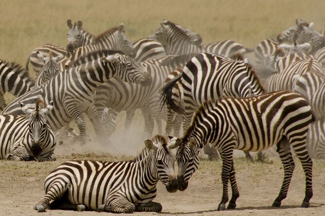 3 Days, 2 Nights Safari - Luxury Maasai Mara from Kisumu/Nairobi - Price value at $2,230 and who this luxury safari fits