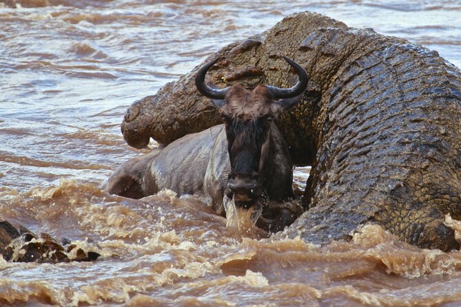 3 Days, 2 Nights Safari - Luxury Maasai Mara from Kisumu/Nairobi - Should you book this 3 day luxury Maasai Mara safari?