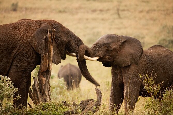 3 Days, 2 Nights Safari - Luxury Maasai Mara from Kisumu/Nairobi - Rift Valley road time and your first afternoon game drive