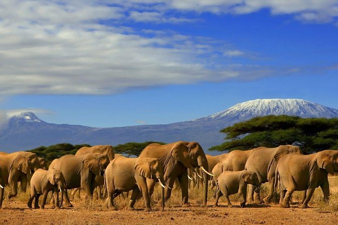 3 days, 2 nights safari to Amboseli National park from Nairobi - Key highlights that make this Amboseli trip worth it