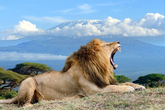 3 days, 2 nights safari to Amboseli National park from Nairobi - First Sunrise, Big Elephants, and a Kilimanjaro Backdrop You’ll Notice