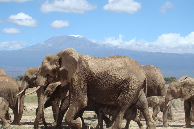 3 days, 2 nights safari to Amboseli National park from Nairobi - Lodges and Full-Board Comfort: Meals, Quiet Rooms, and a Place to Reset