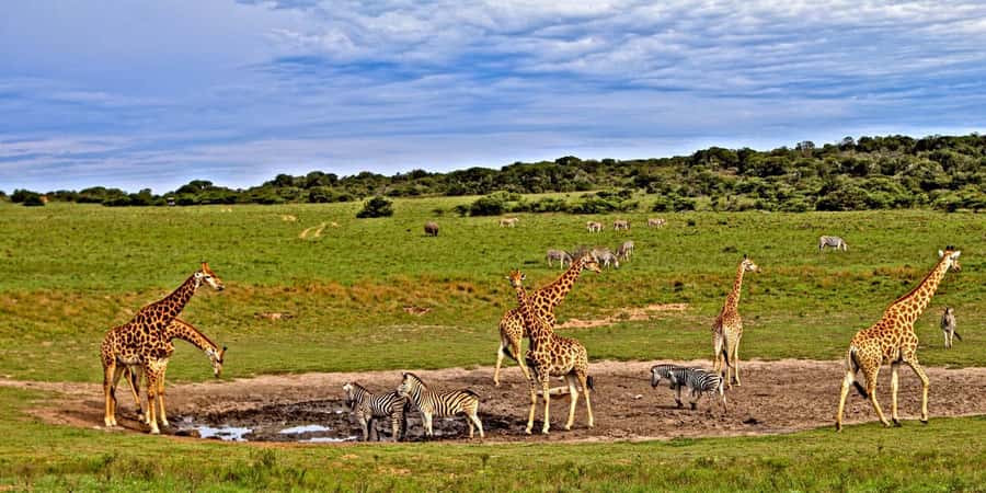 3 days 2 nights saltlick safari from diani/mombasa - Salt Lick Lodge, Taita Hills: The Safari Is Really About the Water Hole