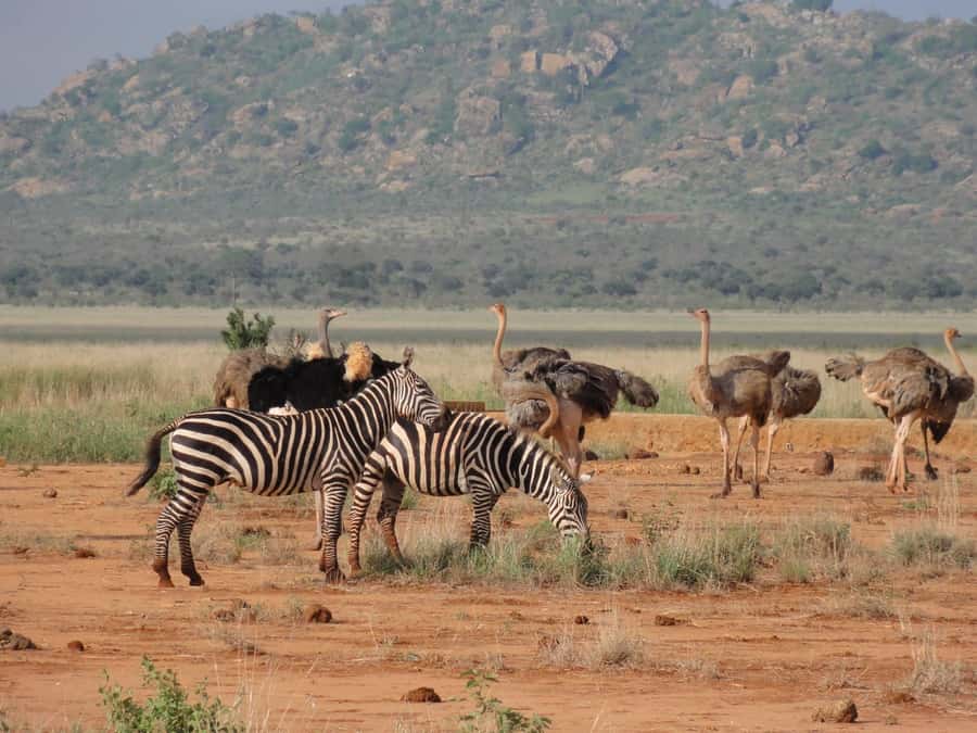 3 days 2 nights saltlick safari from diani/mombasa - The Guide and the Pop-Up Roof Vehicle, Two Details That Matter