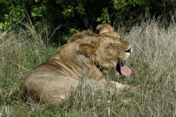 3 Days(2 nights) Tsavo East Tour & Saltlick (Cost based on minimum 2 persons) - What you can reasonably expect to see