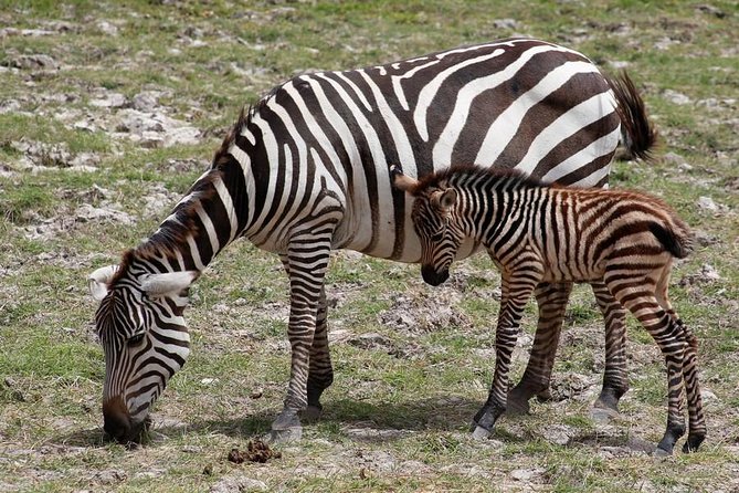 3 Days(2 nights) Tsavo East Tour & Saltlick (Cost based on minimum 2 persons) - Day-by-day: how the safari rhythm works