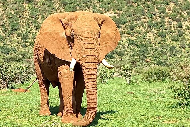 3 Days Adventure Tour in Masai Mara - Three Days Adventure in Masai Mara: What It’s Like on the Ground