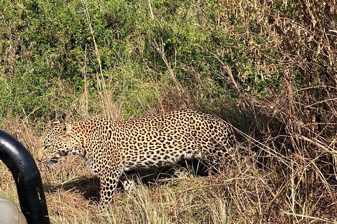 3 Days Adventure Tour in Masai Mara - Day 3 Sunrise Game Drive and the Drive Back to Nairobi