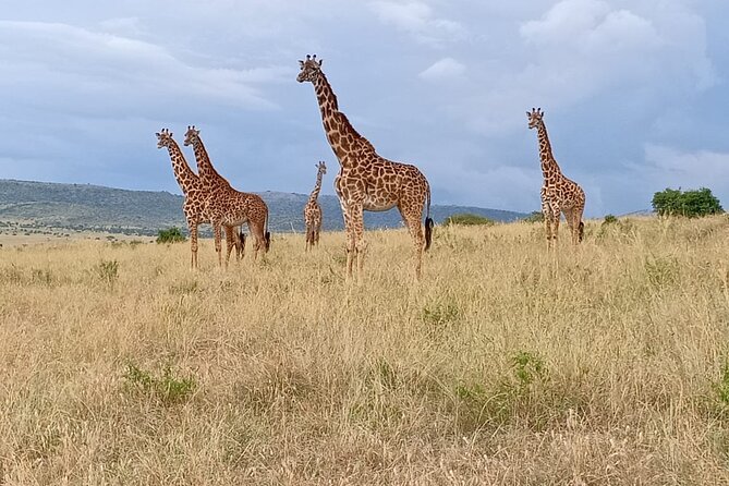 3 Days Adventure Tour in Masai Mara - Price and Logistics: Does $990 Feel Worth It?