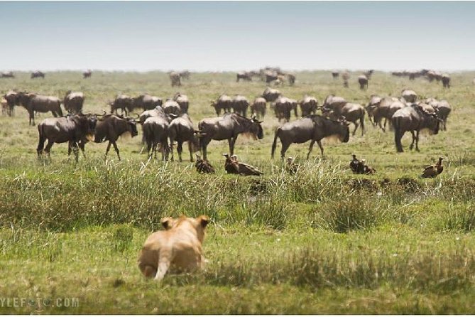 3 Days adventurous Maasai Mara Budget Group Safari - Why this Maasai Mara budget safari works for most people